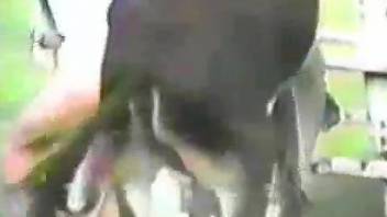 Vintage video with a balding fucker and a sexy donkey