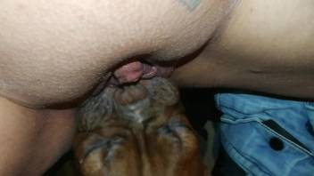 Dog licks woman's wet clit and ass for serious cam rounds