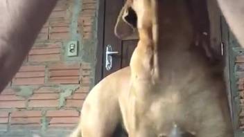 Guy deeply penetrates female dog in her vagina for unending ecstasy