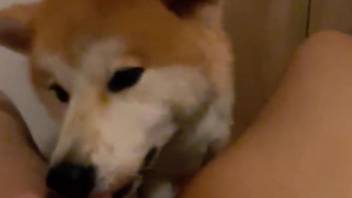 True oral sex perversions with the Akita licking her pussy