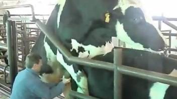 Bull fucking cow turns horny farmer on and makes him wanna fuck