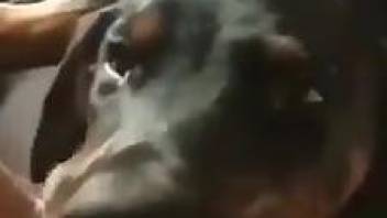 Dog pleases nude female by licking her moody pussy