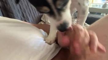 Man masturbates and the dog licks his dick the whole time