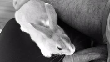 Rabbit makes man pretty aroused by sniffing his erect cock