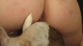 Skillful zoofil slut blows a meaty doggy boner