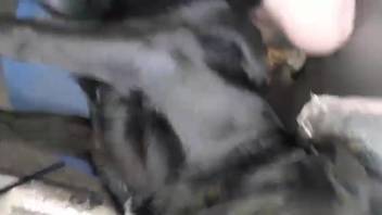 Aroused guy intensely penetrates fluffy beast in wild webcam clips