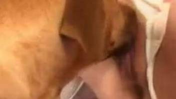 Brown dog fucks a brunette dressed in all white, amazing scene