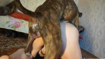 Big bitch with a wet cunt getting fucked by a dog