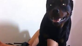 Brunette with tattoo sucks off her rottweiler