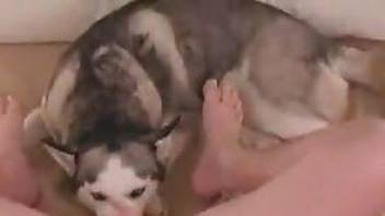 Husky licks cock so the man fucked animal