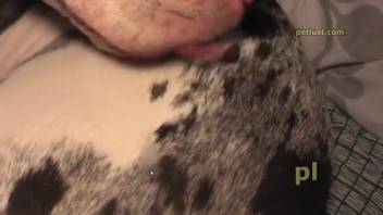 Guy screwing a large spotted bitch in her cunt