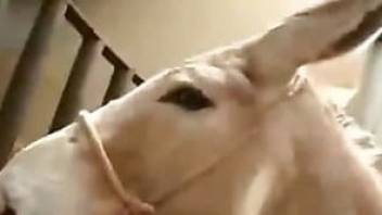 Nasty donkey fuck