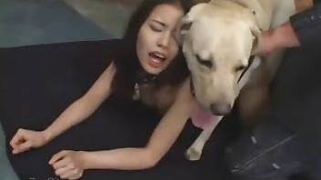 Screaming beauty fucks a dog in beastiality porn