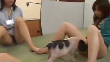 Adorable Asian chick fucks a tiny pig