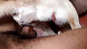 Free dog porn with kissing and licking 