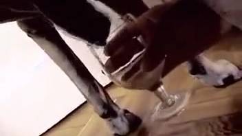 Hardcore bestiality footage featuring a blond female. Complimentary zoophilia and beast porn