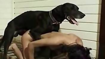 Small tits brunette fucks a dog here