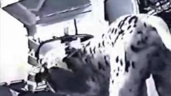 Attractive woman has sex with dog on webcam