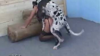 Cute dalmatian fucked my bestiality slut