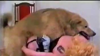 Dog sex attack