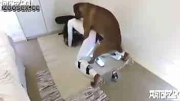 astonishing dog fucks with hot bitch