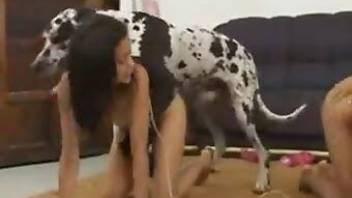 Dalmatian sex with two Latina ladies