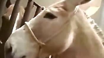 donkey with big ears fucks slut in her muff