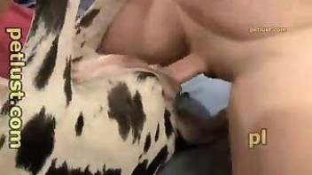 Spotted dog has to take human cock here