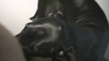 Impressive fuckery with a black dog