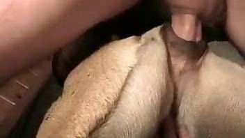 Man fucks animal pussy real hard