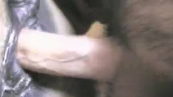 Soaked mare's vagina is stretched wide open authentically