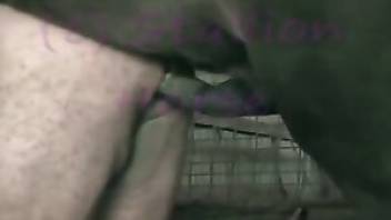 Man fucks horse as a bottom. Free bestiality and animal porn