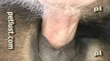 Guy fucks horse and we see closeups