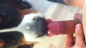 Dirty guy fucks dog porn oral XXX bestiality