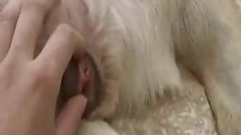 Man fucks dog to make it orgasm for real