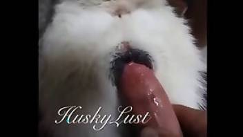 Fingering in gay bestiality porn