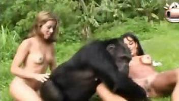 latina chicks and monkeys