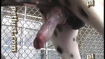 Spotty dog fucking with man