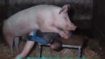 Pig fucking in porno zoofilia right here