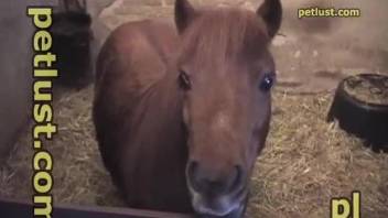 Chubby zoophile dude fucking a mare's oozing pussy