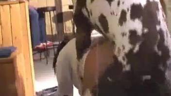 Bar clients watch how massive Great Dane fucks uninhibited brunette